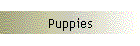 Puppies