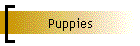 Puppies