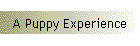 A Puppy Experience