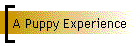 A Puppy Experience